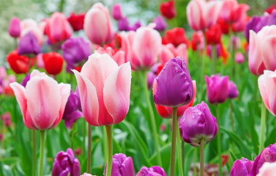 Festival des tulipes : Visite guidée - EN PRÉSENTIEL