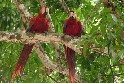 Nos grands explorateurs : Le Costa Rica - EN HYBRIDE