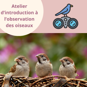 Atelier d’introduction à l’observation des oiseaux – EN PRÉSENTIEL