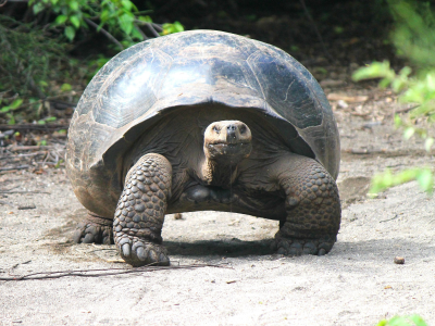 Nos grands explorateurs :  L'Équateur et les îles Galapagos - La faune et la flore  - EN HYBRIDE