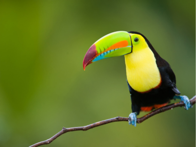 Escapade ornithologique au Panama– EN PRÉSENTIEL