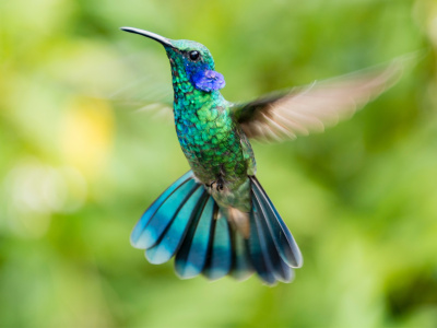 Conf&eacute;rence photo sur les colibris-oiseaux mouches
